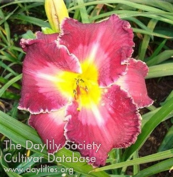 Daylily Reach for the Stars